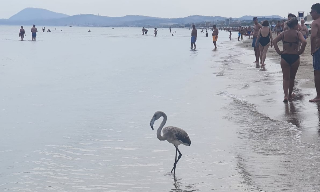 Fenicottero a spasso sulla spiaggia di Senigallia